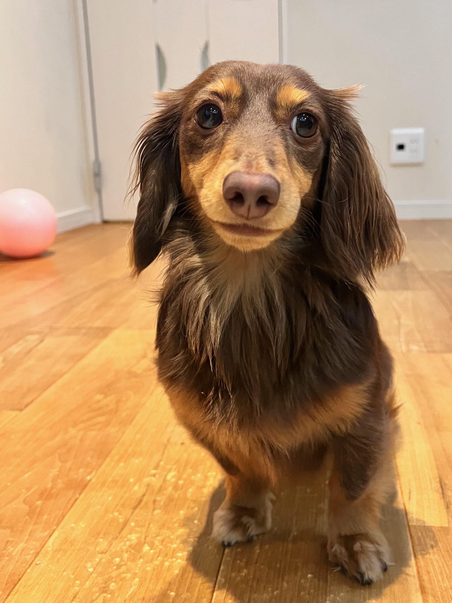 愛犬